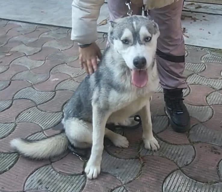 Annette, female young Mixed Breed for adoption at Ein Herz für Streuner e.V., München