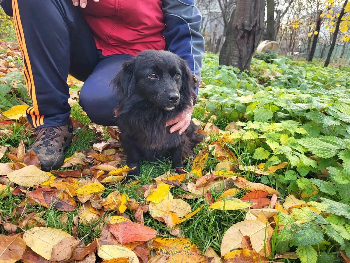 Anni, female 5yo Mixed Breed for adoption at Ein Herz für Streuner e.V., München