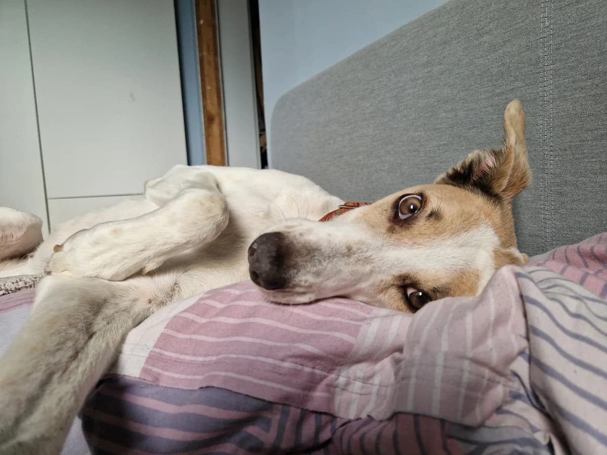 Anni, female 6yo Mixed Breed for adoption at Ein Herz für Streuner e.V., München