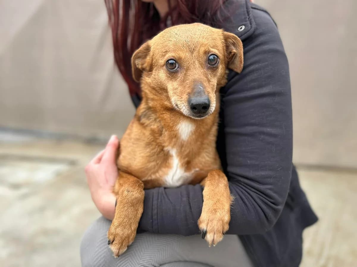 Annie, female 4yo Mixed Breed for adoption at Ein Herz für Streuner e.V., München