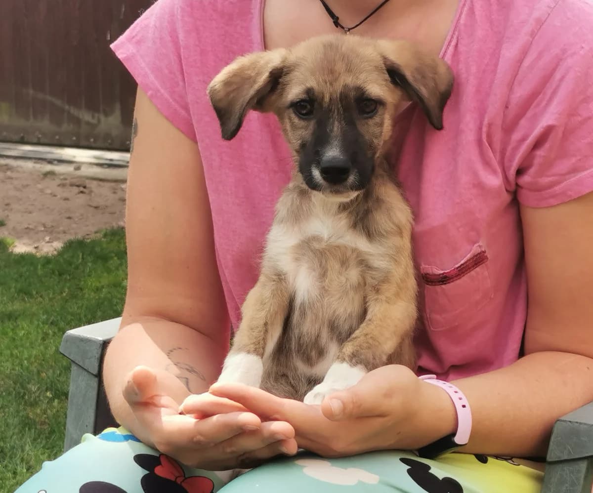 Annie, female puppy Mixed Breed for adoption at Ein Herz für Streuner e.V., München