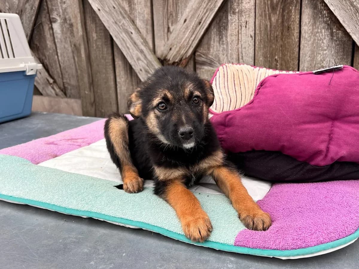 Annie, schwarz female puppy Mixed Breed for adoption at Ein Herz für Streuner e.V., München
