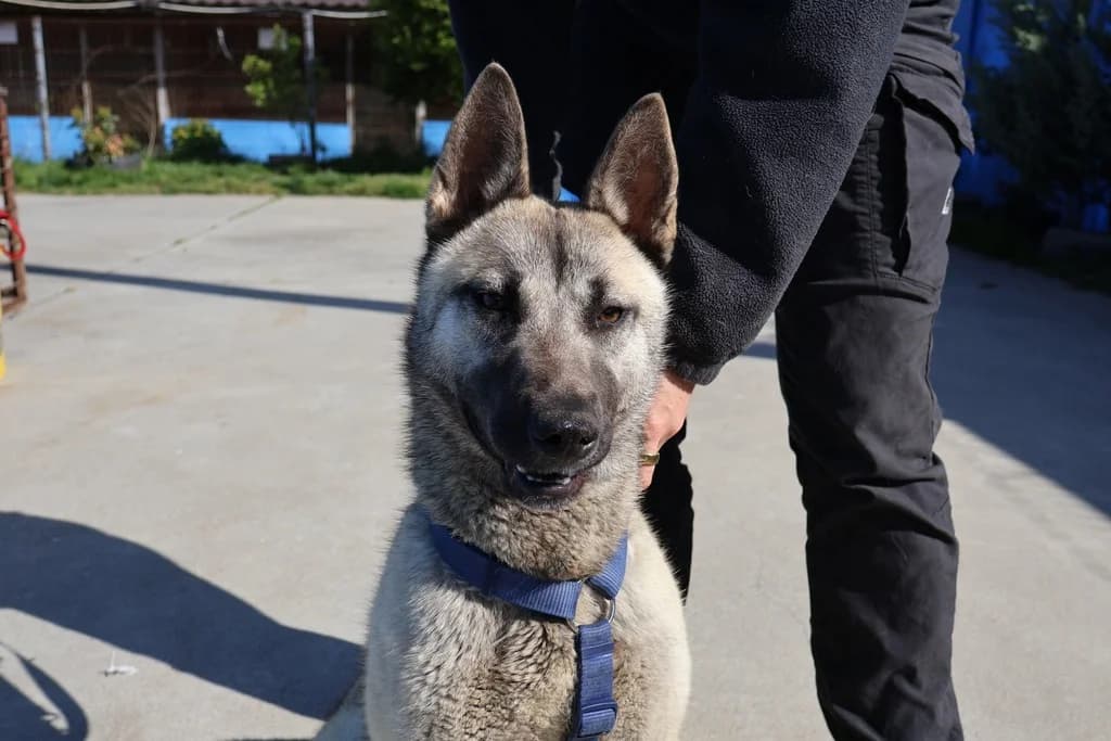 Annina, female 5yo Mixed Breed for adoption at Ein Herz für Streuner e.V., München