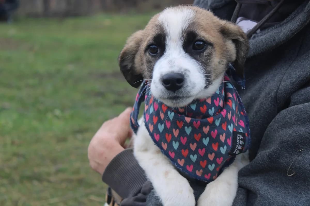 Anny, beige female puppy Mixed Breed for adoption at Ein Herz für Streuner e.V., München