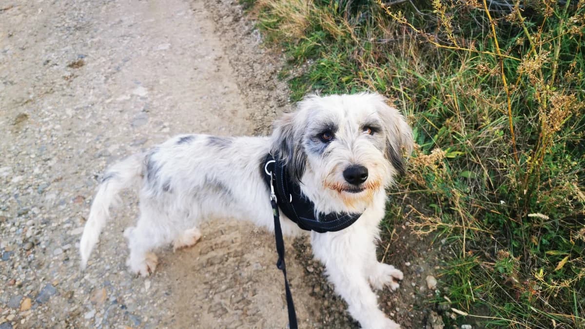 Anora, female 5yo Mixed Breed for adoption at Ein Herz für Streuner e.V., München