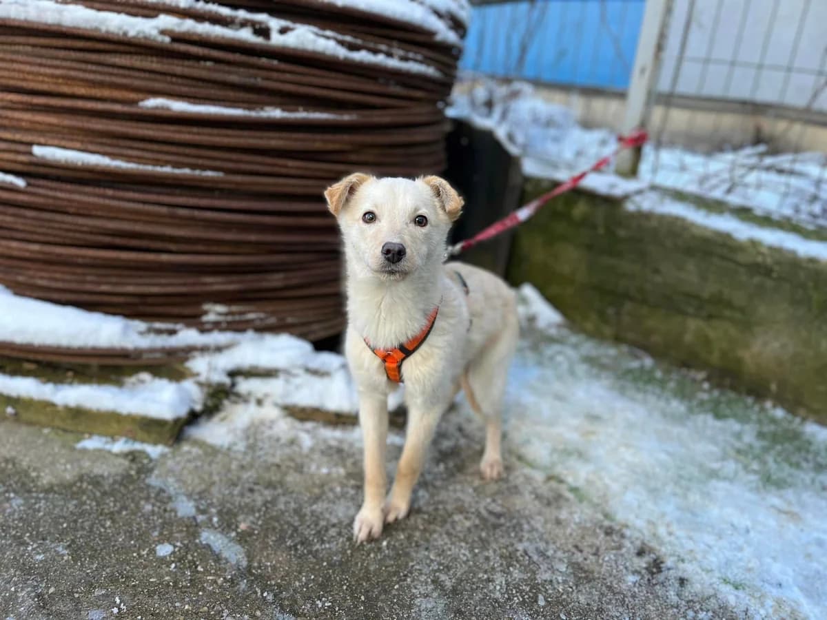 Anouk, beige male puppy Mixed Breed for adoption at Ein Herz für Streuner e.V., München