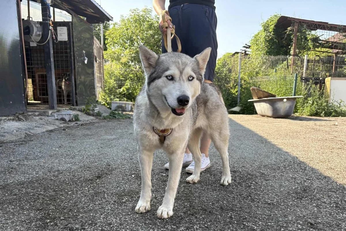 Anouk, weiß female 5yo Mixed Breed for adoption at Ein Herz für Streuner e.V., München