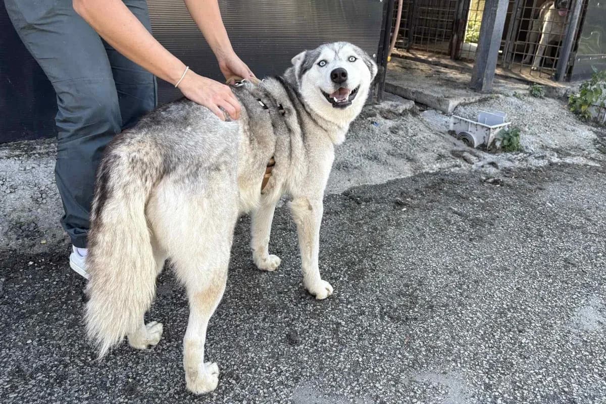 Anouk, weiß female 5yo Mixed Breed for adoption at Ein Herz für Streuner e.V., München