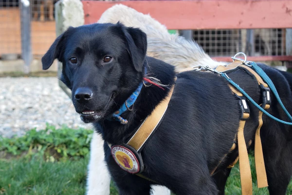 Anouk, female young Mixed Breed for adoption at Ein Herz für Streuner e.V., München