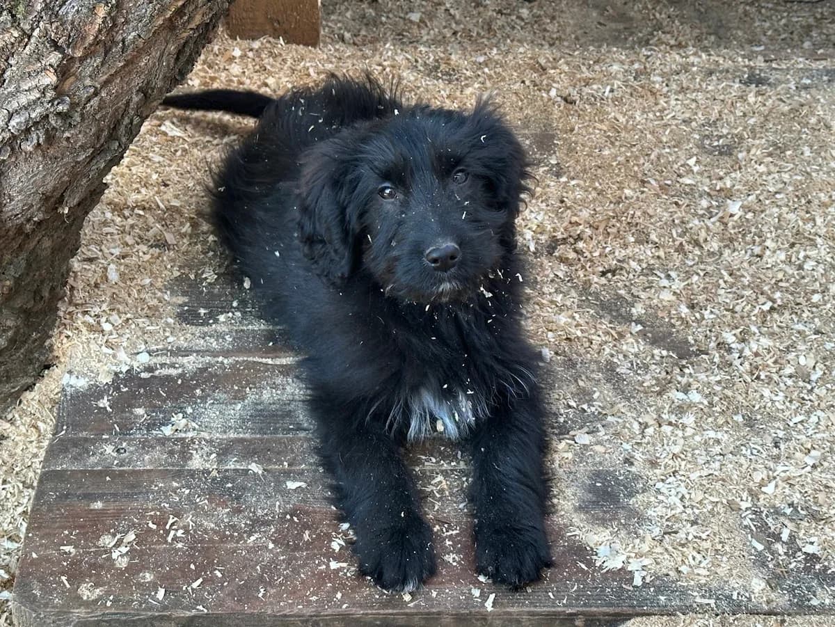 Ansgar, male puppy Mixed Breed for adoption at Ein Herz für Streuner e.V., München