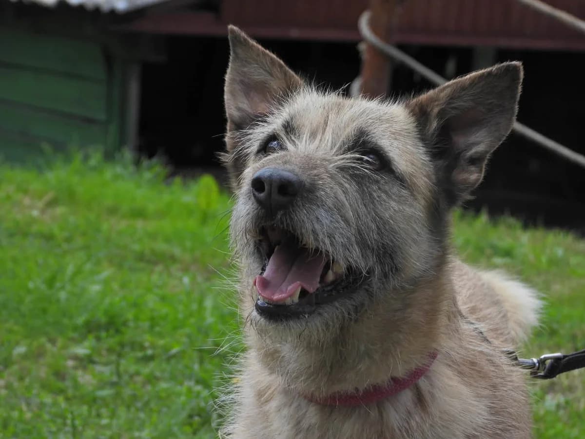 Antara, female 5yo Mixed Breed for adoption at Ein Herz für Streuner e.V., München
