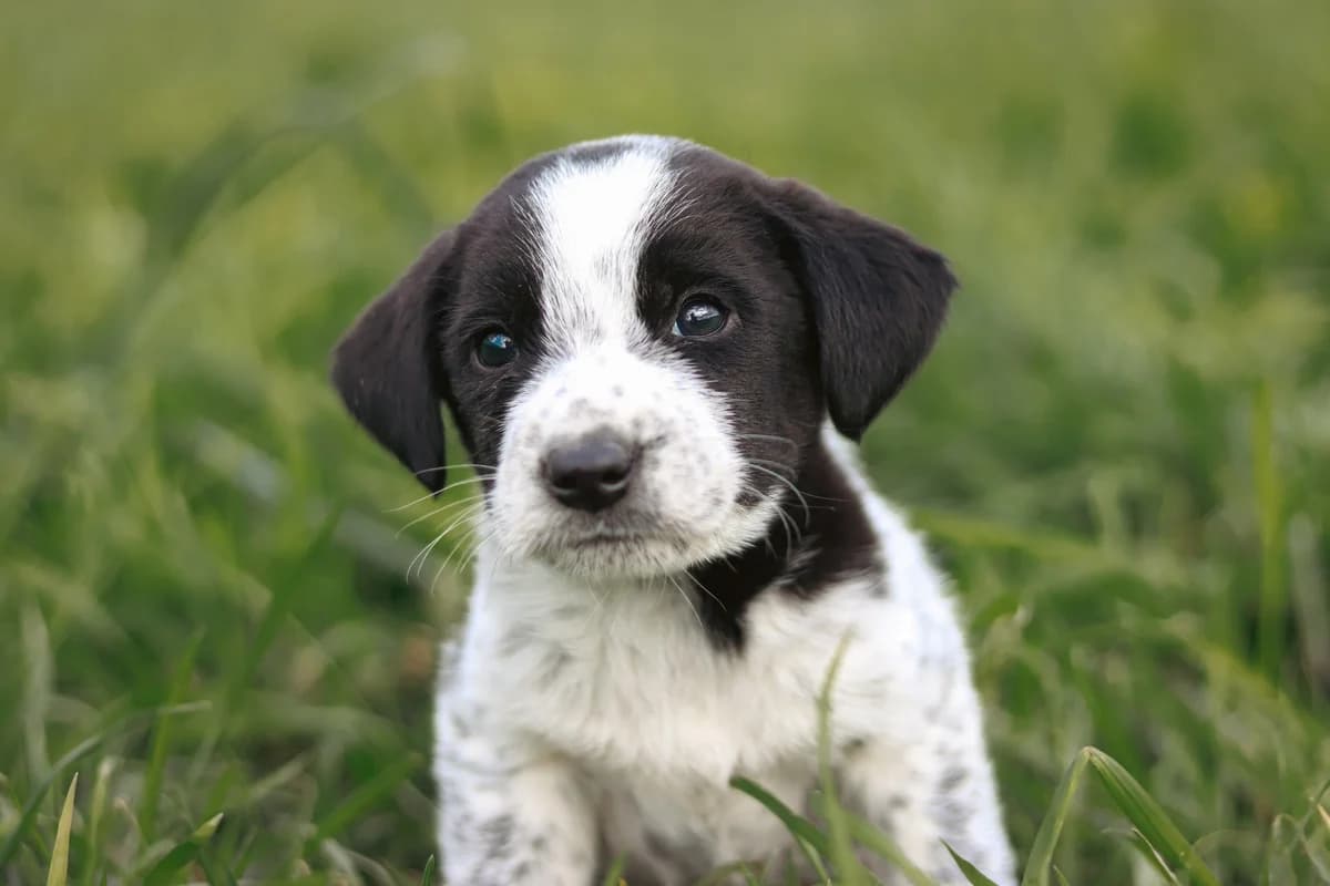 Anton, weiß male puppy Mixed Breed for adoption at Ein Herz für Streuner e.V., München