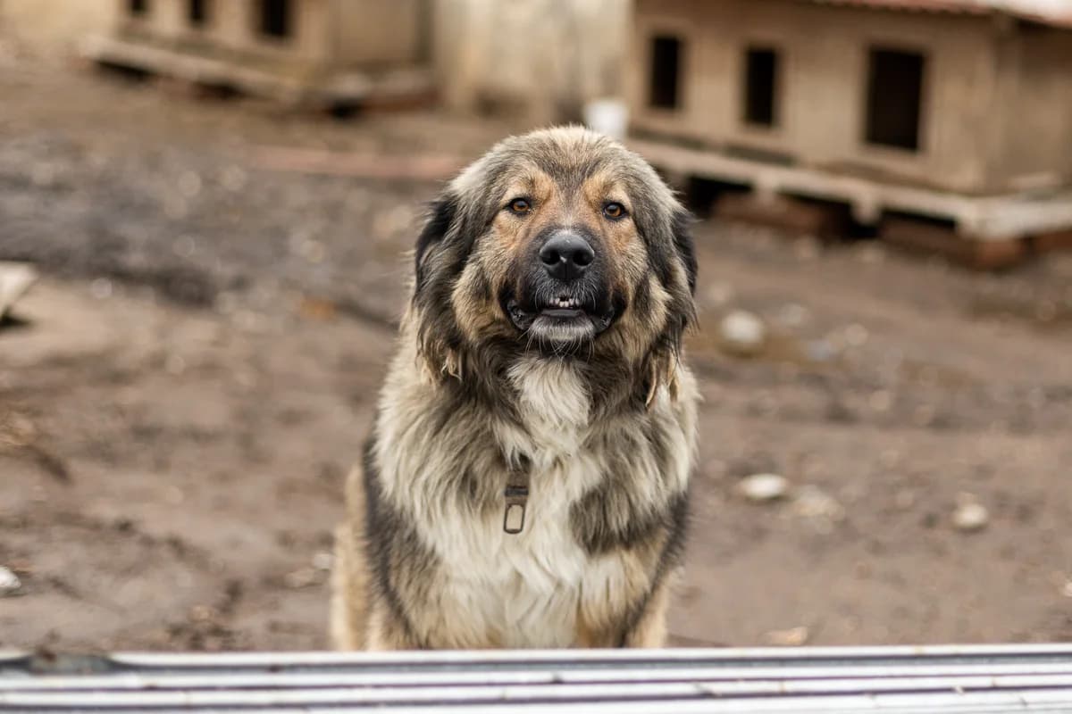 Anton, male 4yo Mixed Breed for adoption at Ein Herz für Streuner e.V., München