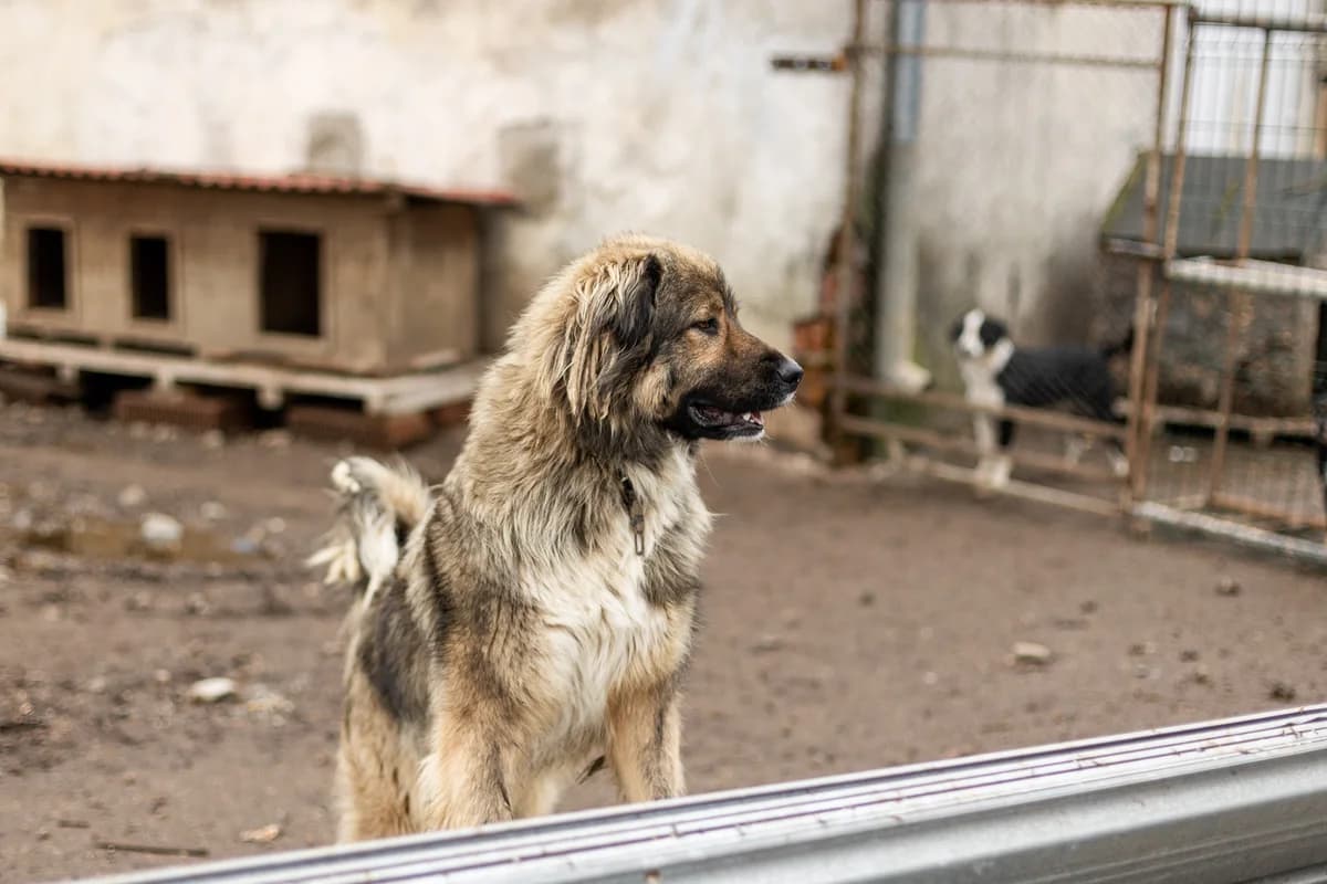 Anton, male 4yo Mixed Breed for adoption at Ein Herz für Streuner e.V., München