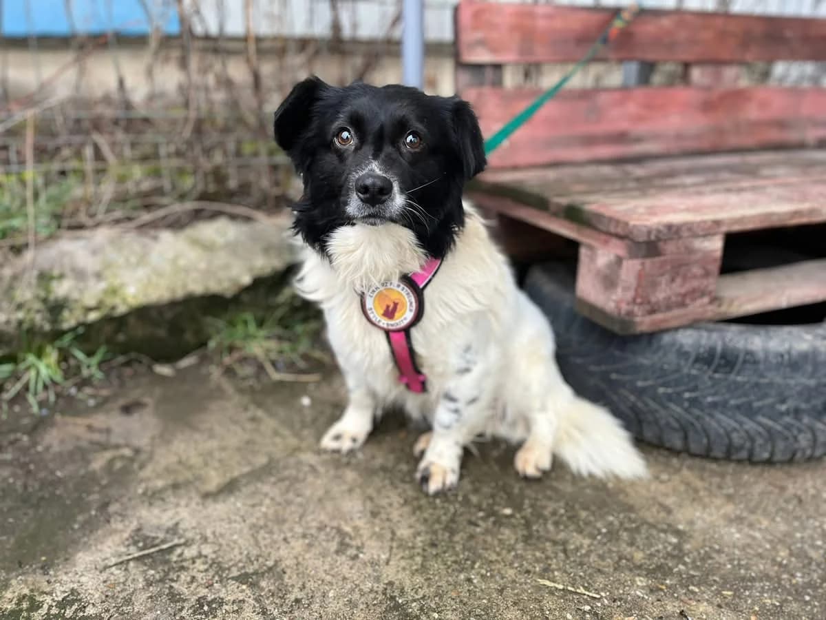 Anton, weiß male 4yo Mixed Breed for adoption at Ein Herz für Streuner e.V., München