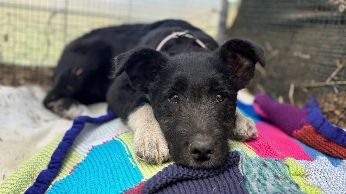 Anton, weiß male puppy Mixed Breed for adoption at Ein Herz für Streuner e.V., München
