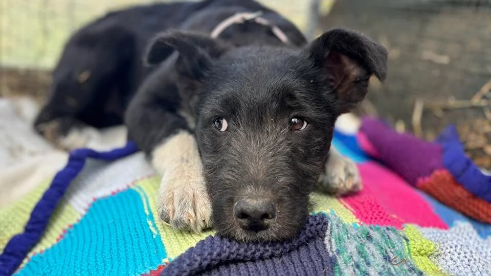Anton, weiß male puppy Mixed Breed for adoption at Ein Herz für Streuner e.V., München
