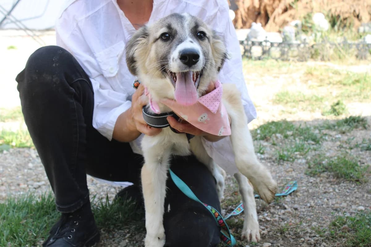 Antonia, grau female puppy Mixed Breed for adoption at Ein Herz für Streuner e.V., München