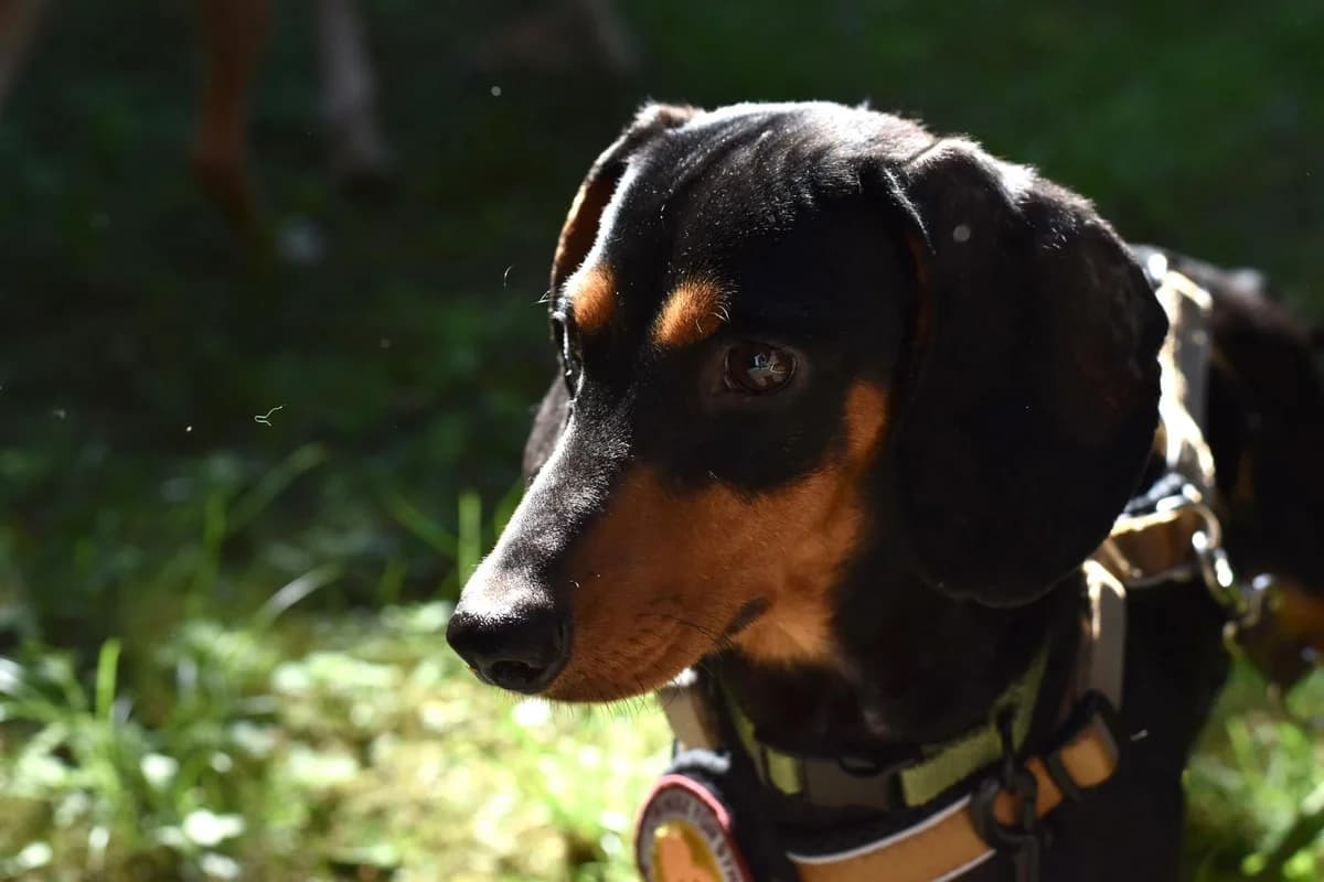 Anubis, male 3yo Mixed Breed for adoption at Ein Herz für Streuner e.V., München