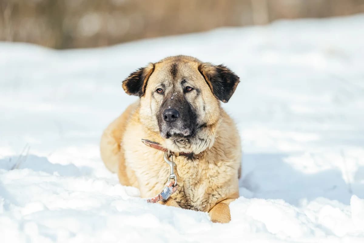 Anuk, female 6yo Mixed Breed for adoption at Ein Herz für Streuner e.V., München