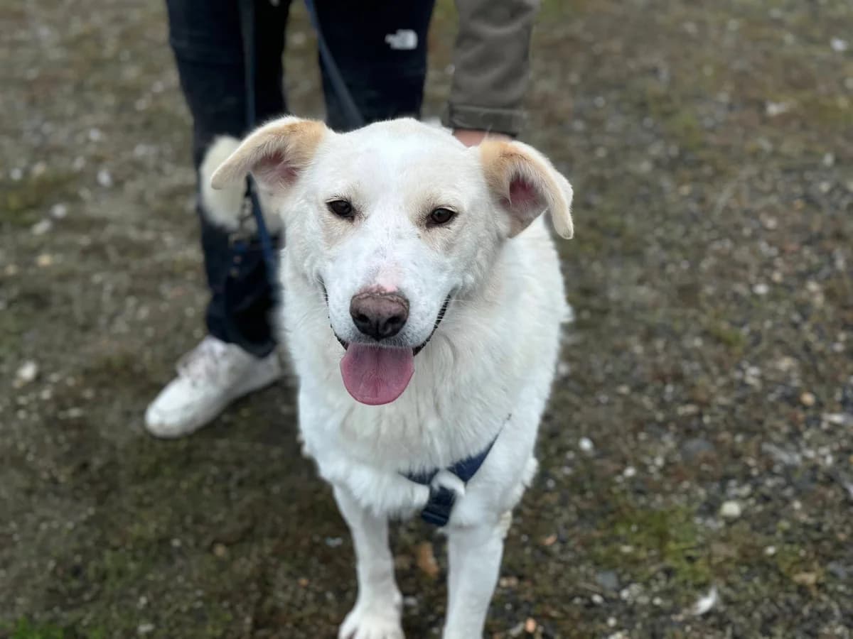 Anwen, female 5yo Mixed Breed for adoption at Ein Herz für Streuner e.V., München