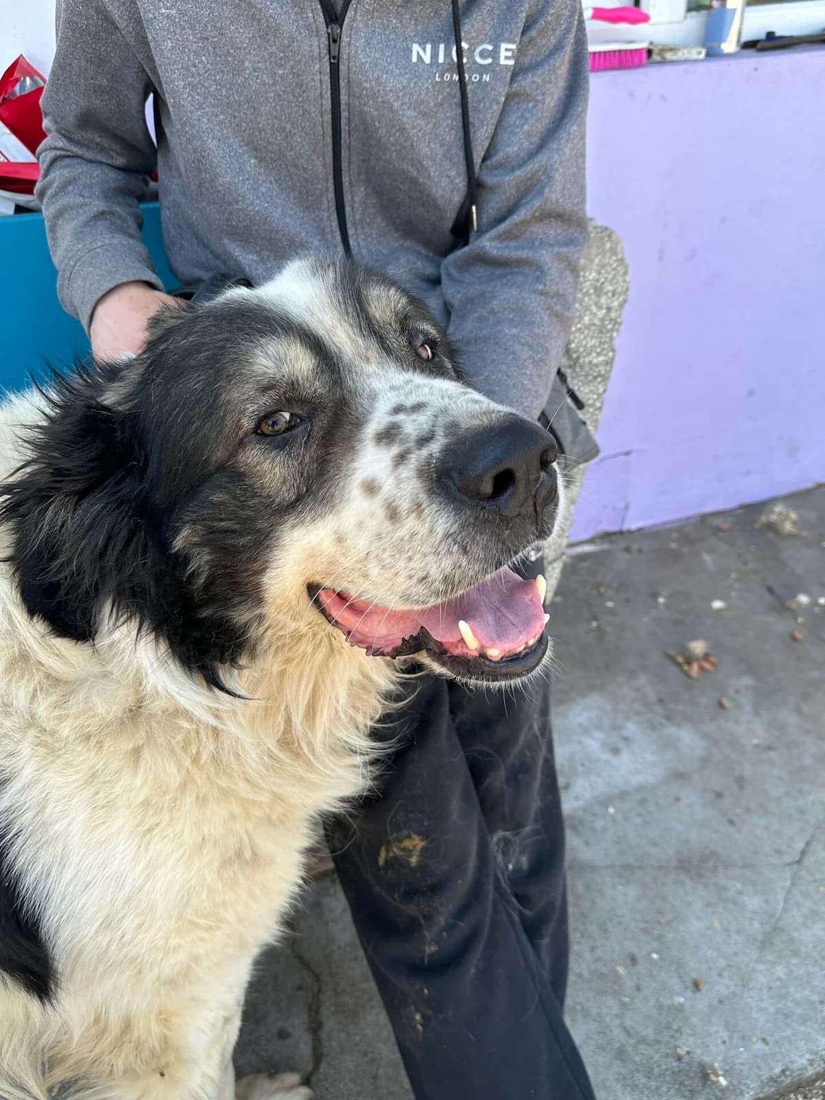 Anzo, male senior Mixed Breed for adoption at Ein Herz für Streuner e.V., München