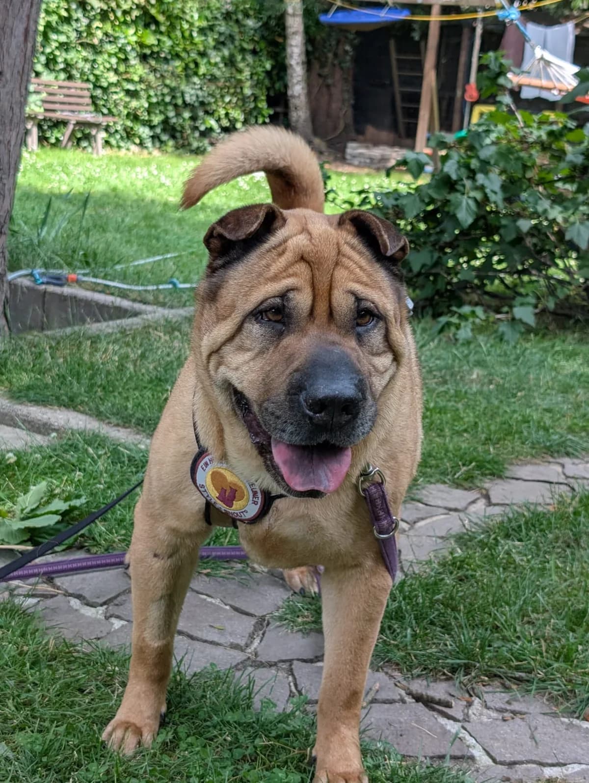 Apache, male senior Mixed Breed for adoption at Ein Herz für Streuner e.V., München