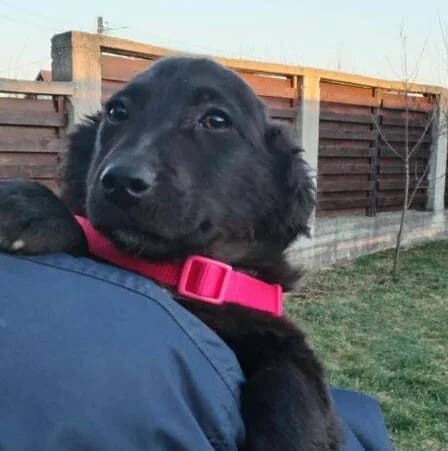 Apatchi, weiß puppy Mixed Breed for adoption at Ein Herz für Streuner e.V., München