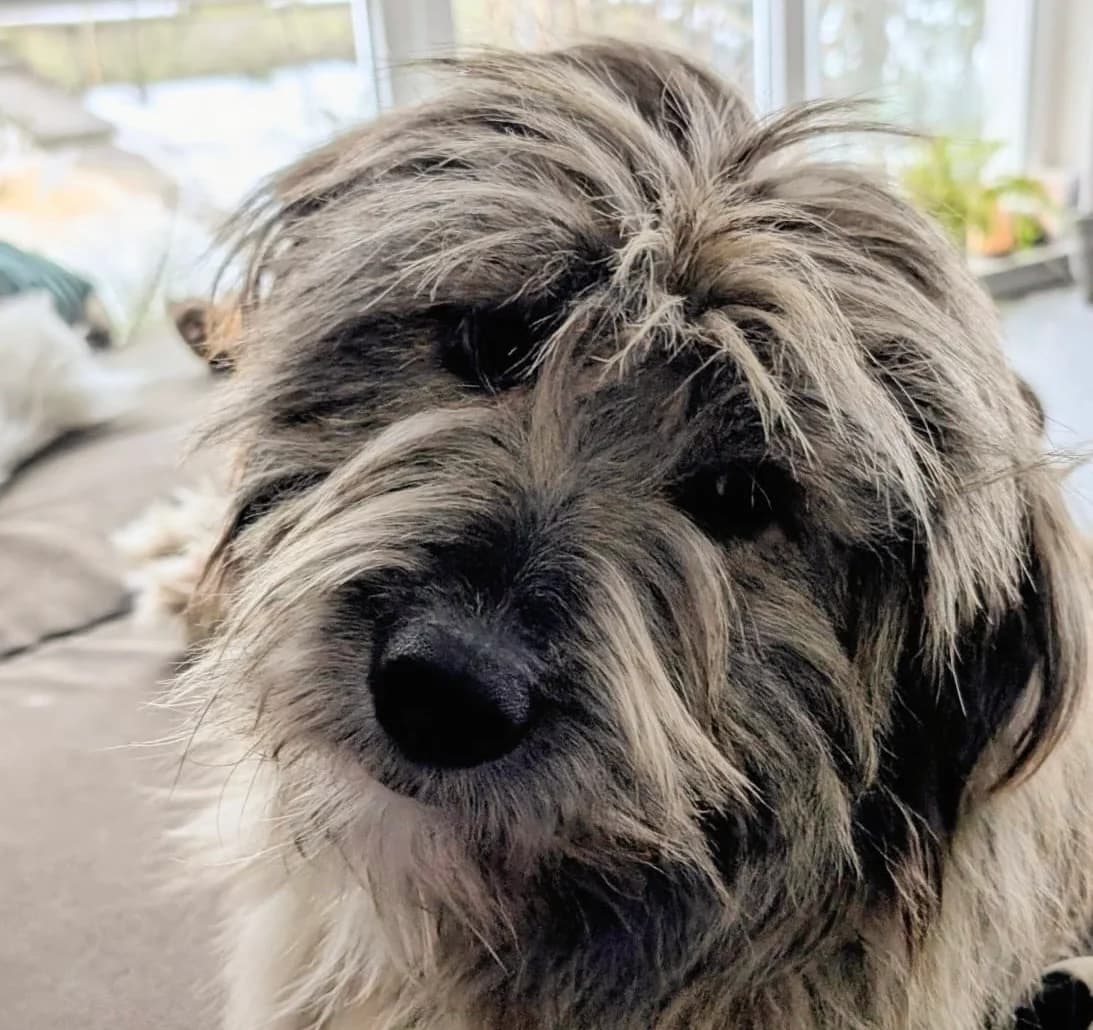 Apollo, male 5yo Mixed Breed for adoption at Ein Herz für Streuner e.V., München