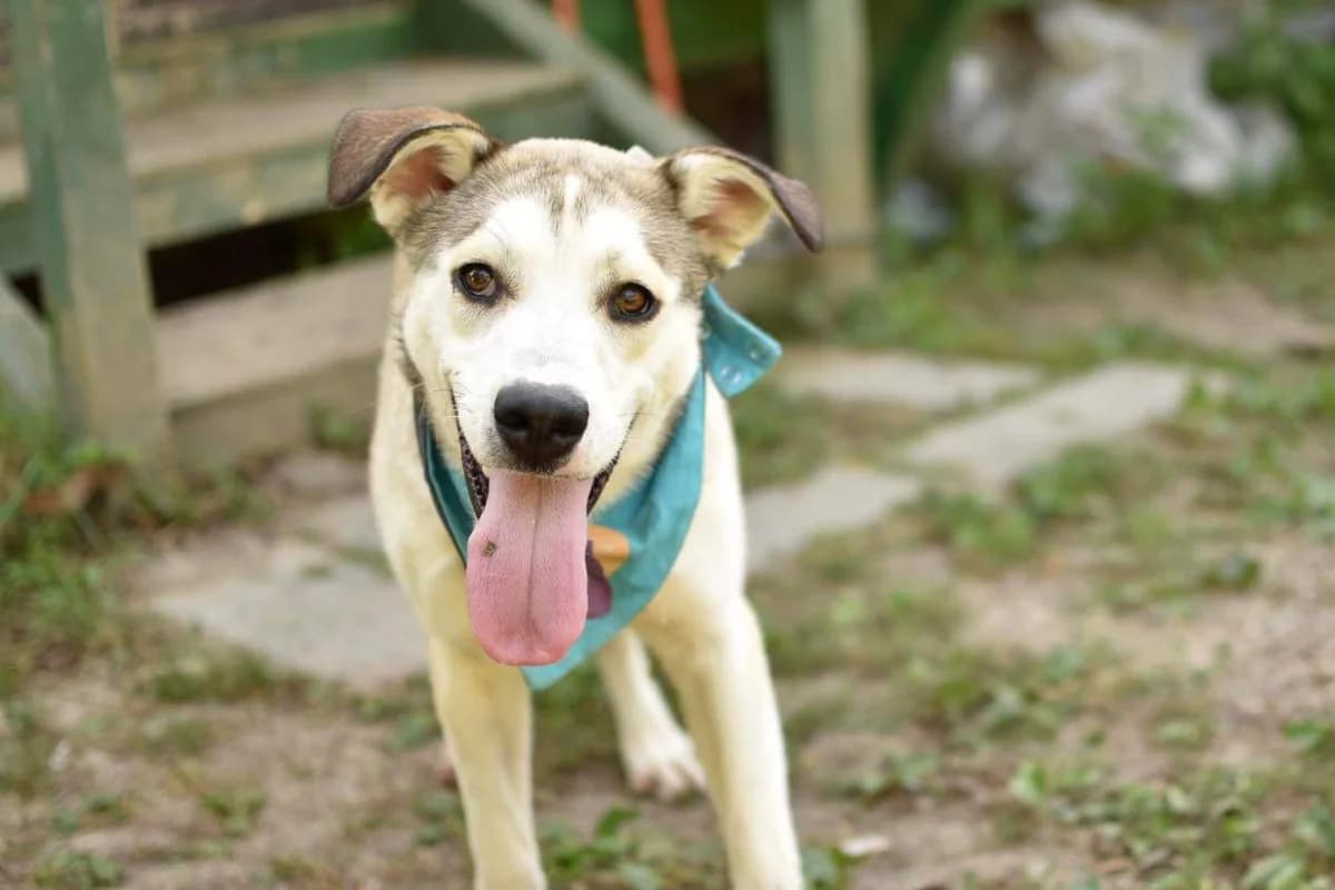 Apollo, male young Mixed Breed for adoption at Ein Herz für Streuner e.V., München