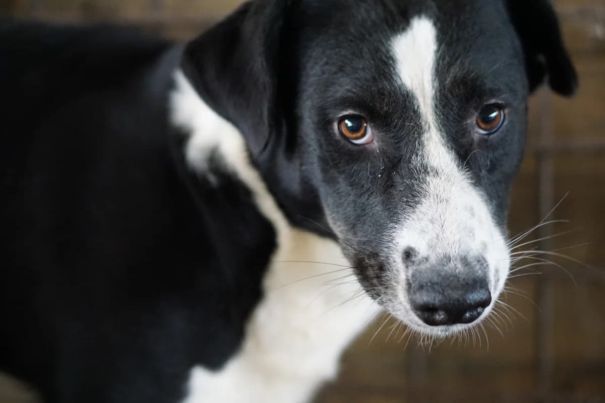 Aponi, schwarz female 7yo Mixed Breed for adoption at Ein Herz für Streuner e.V., München
