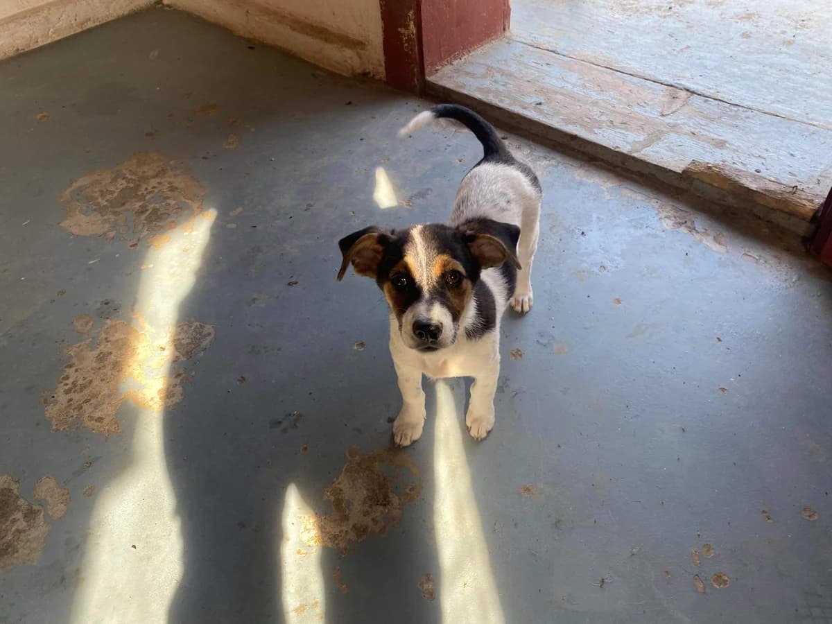 Apple, female puppy Mixed Breed for adoption at Ein Herz für Streuner e.V., München