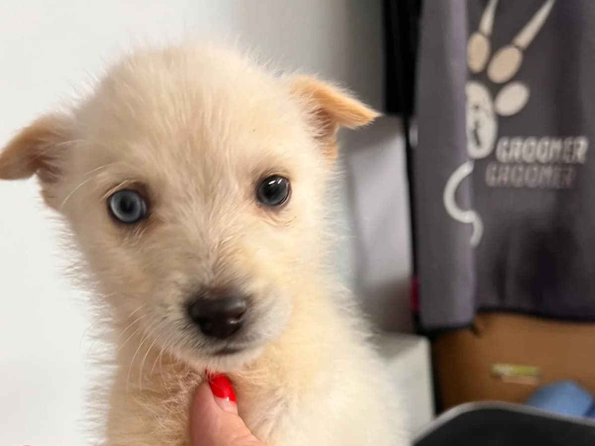 Aqua, gold male puppy Mixed Breed for adoption at Ein Herz für Streuner e.V., München