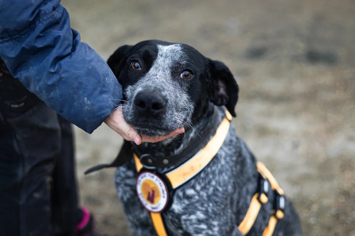 Aramis, grau male young Mixed Breed for adoption at Ein Herz für Streuner e.V., München