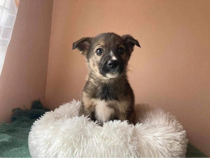 Aramis, puppy Mixed Breed for adoption at Ein Herz für Streuner e.V., München