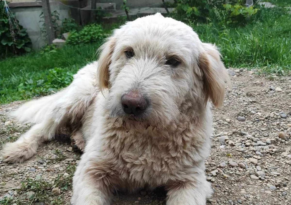 Aras, weiß male 5yo Mixed Breed for adoption at Ein Herz für Streuner e.V., München