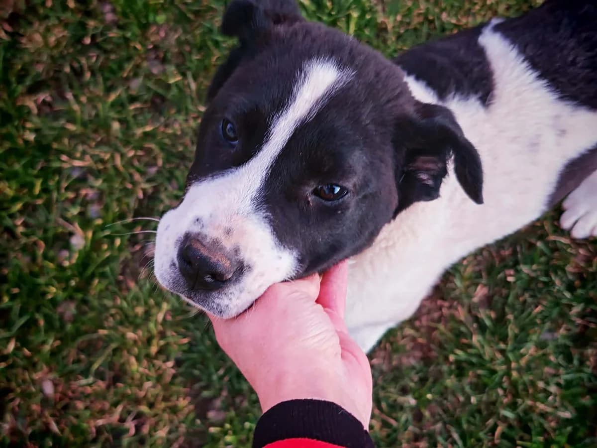Arca, schwarz female puppy Mixed Breed for adoption at Ein Herz für Streuner e.V., München