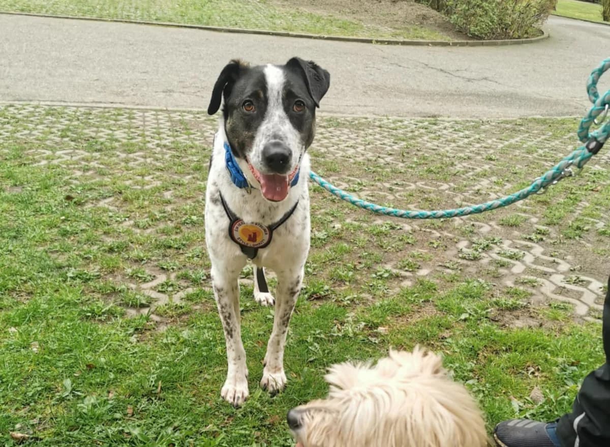Archie, male 4yo Mixed Breed for adoption at Ein Herz für Streuner e.V., München