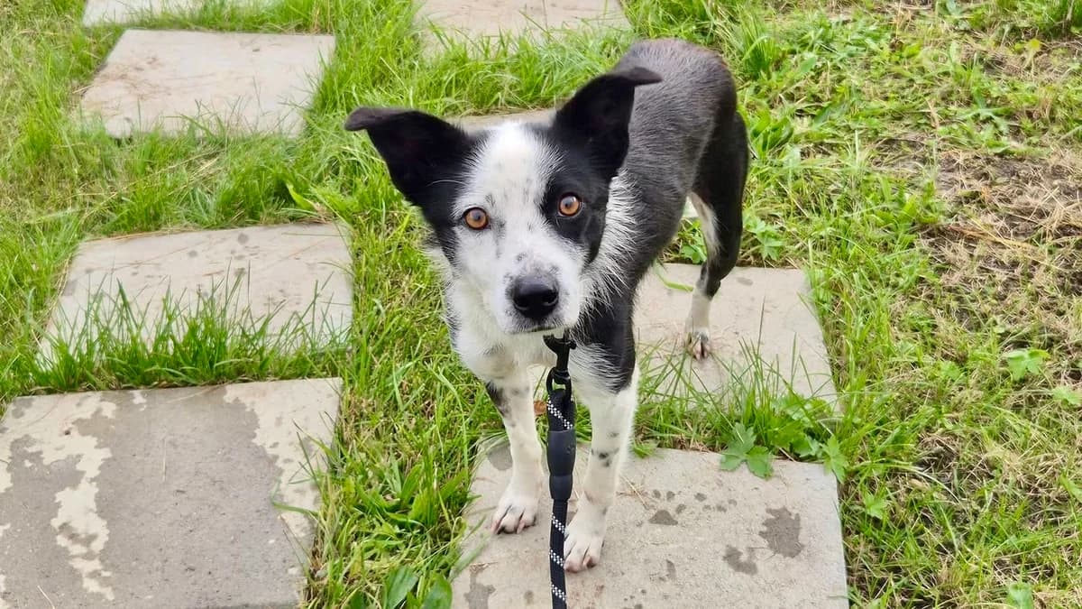 Arcina, female 5yo Mixed Breed for adoption at Ein Herz für Streuner e.V., München