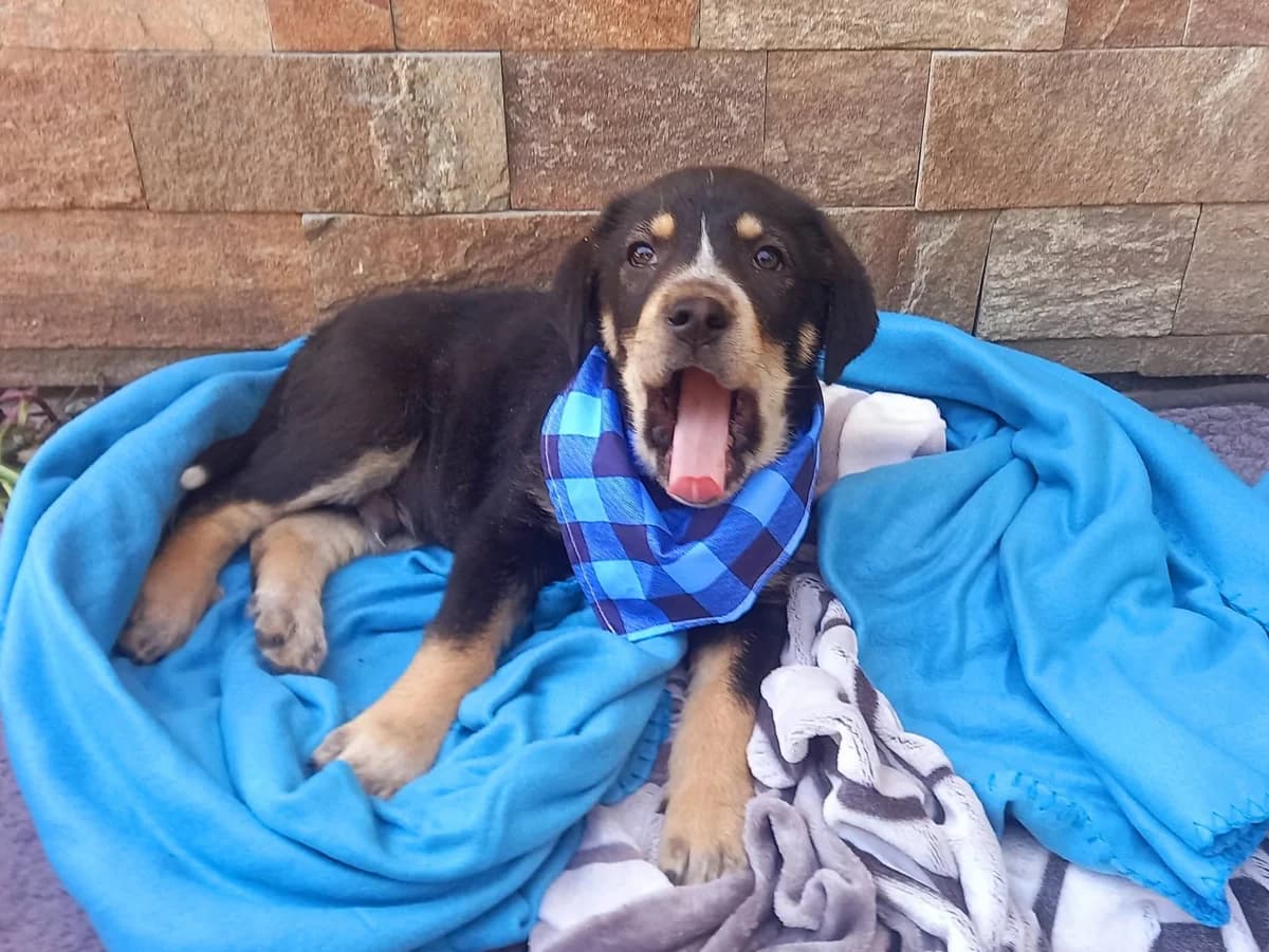 Arco, male puppy Mixed Breed for adoption at Ein Herz für Streuner e.V., München