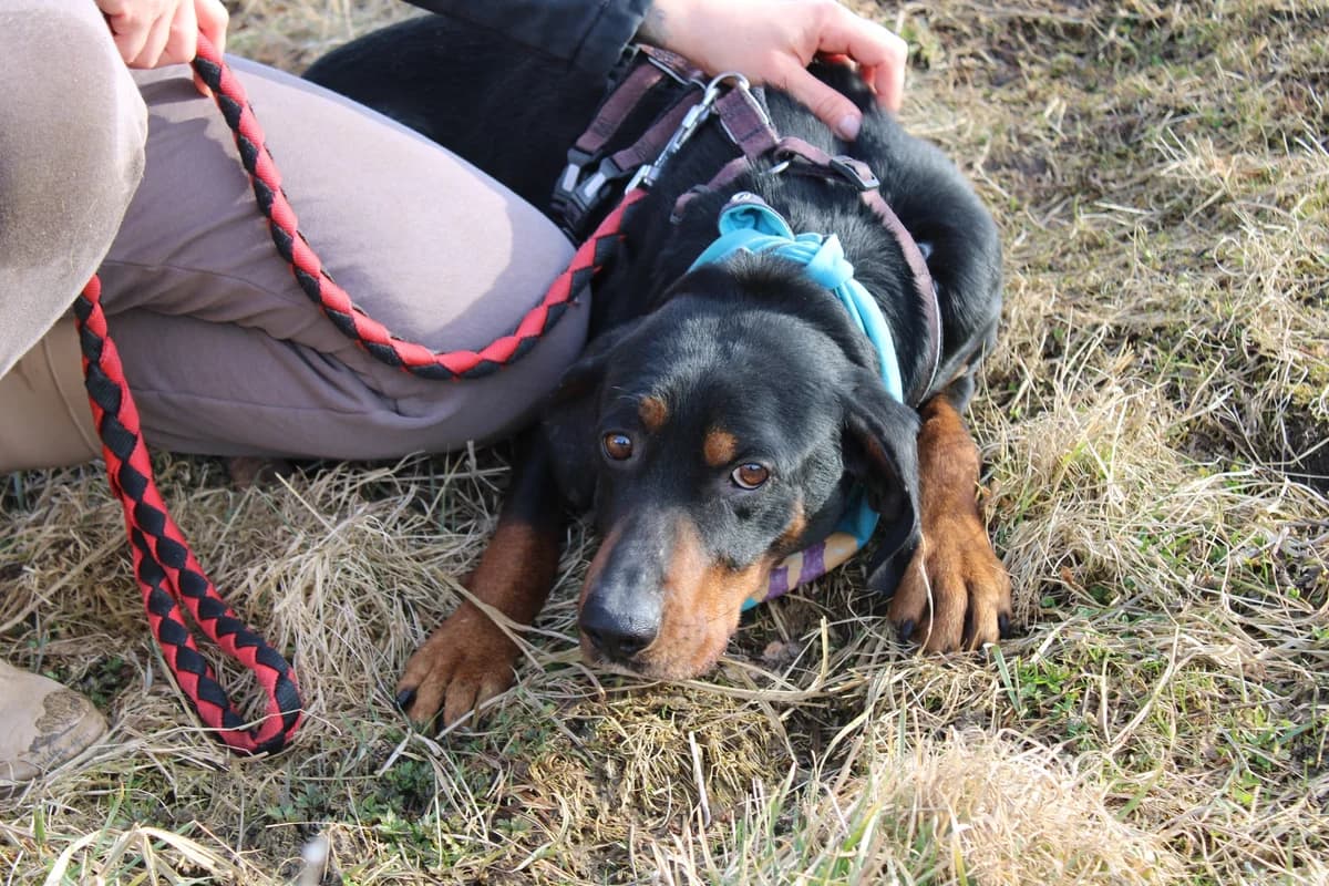 Ares, weiß male young Mixed Breed for adoption at Ein Herz für Streuner e.V., München
