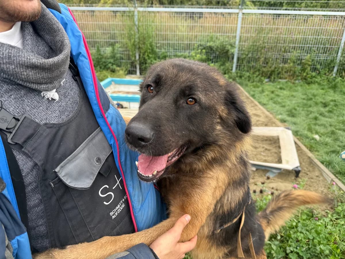 Ares, male 3yo Mixed Breed for adoption at Ein Herz für Streuner e.V., München