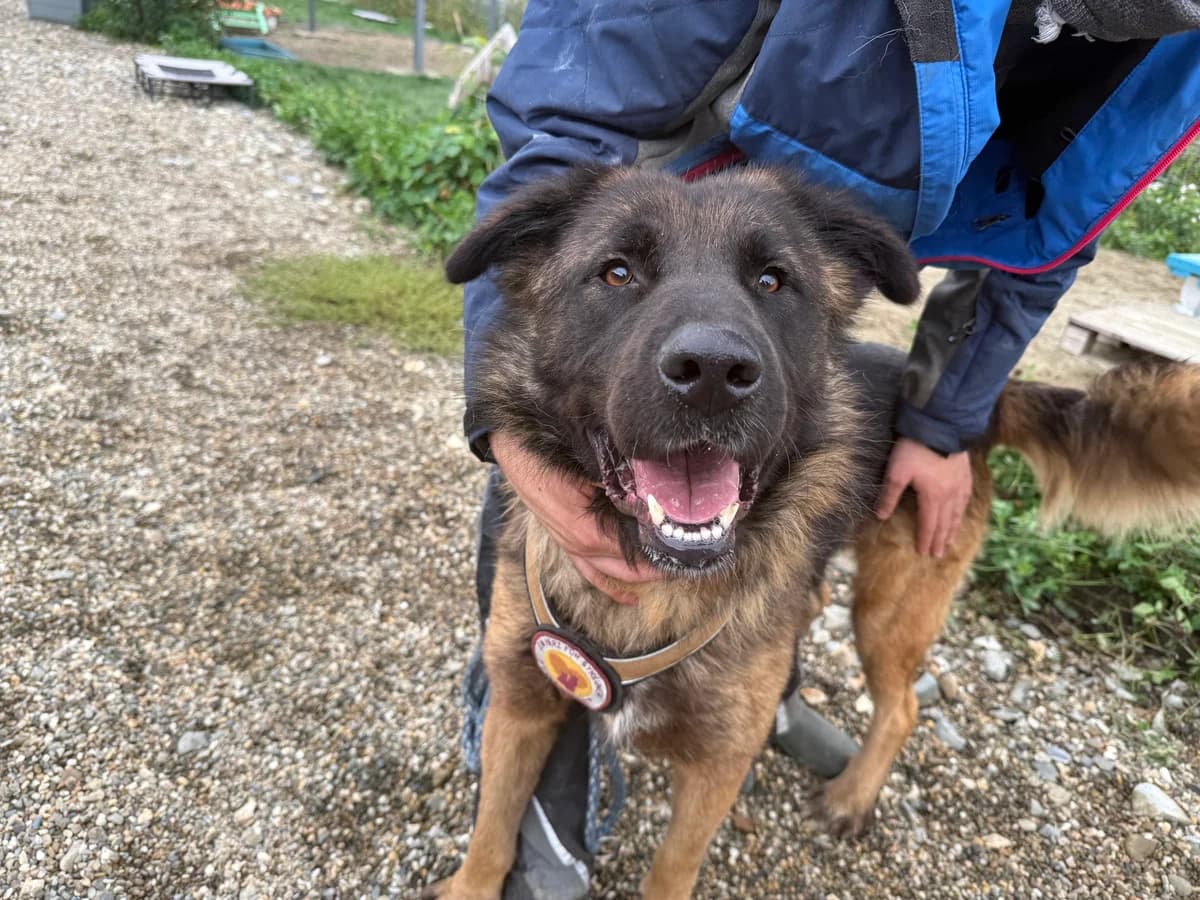 Ares, male 3yo Mixed Breed for adoption at Ein Herz für Streuner e.V., München