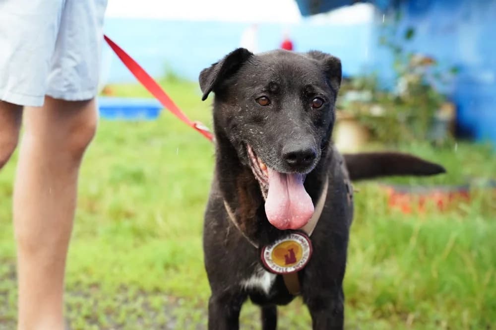 Argon, male 5yo Mixed Breed for adoption at Ein Herz für Streuner e.V., München