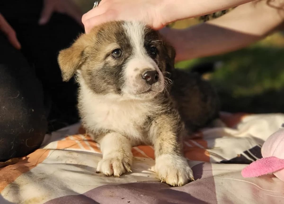 Argos, weiß male puppy Mixed Breed for adoption at Ein Herz für Streuner e.V., München