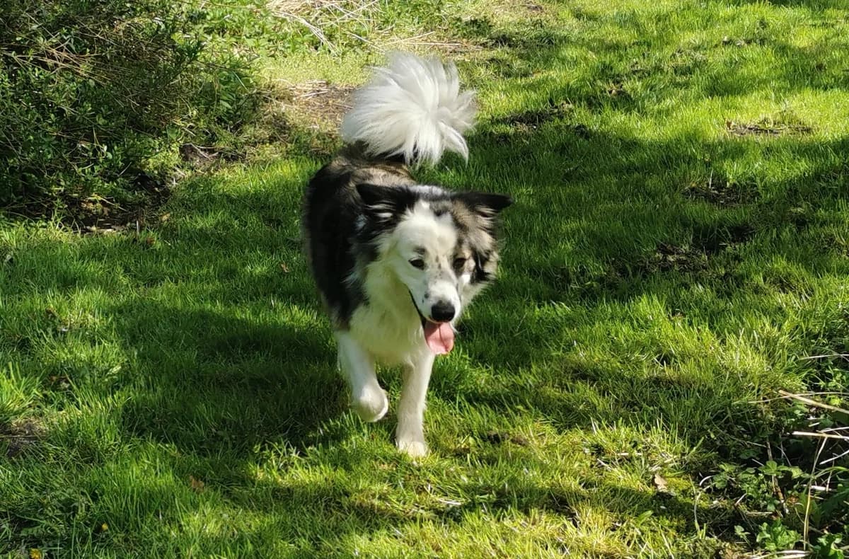 Argos, male 5yo Mixed Breed for adoption at Ein Herz für Streuner e.V., München