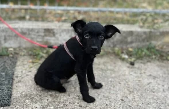 Argus, male puppy Mixed Breed for adoption at Ein Herz für Streuner e.V., München