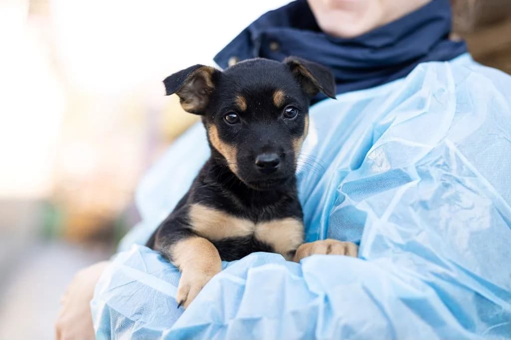 Ari, schwarz male puppy Mixed Breed for adoption at Ein Herz für Streuner e.V., München