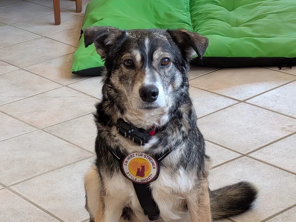 Ari, male 5yo Mixed Breed for adoption at Ein Herz für Streuner e.V., München