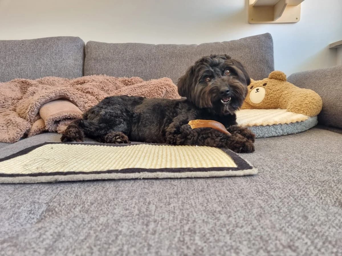 Aria, female 5yo Mixed Breed for adoption at Ein Herz für Streuner e.V., München